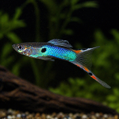Poecilia endler japan blue