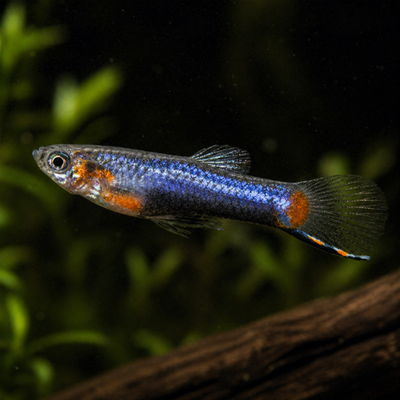 Poecilia endler blue star