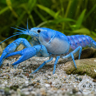 Procambarus alleni blue