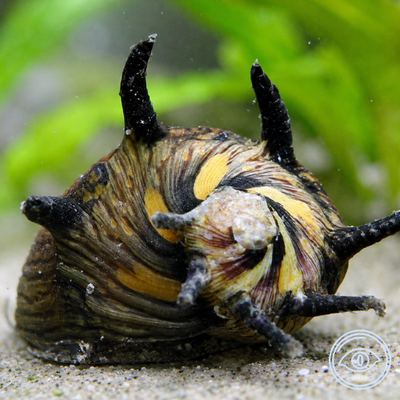 Neritina sp. snail sun