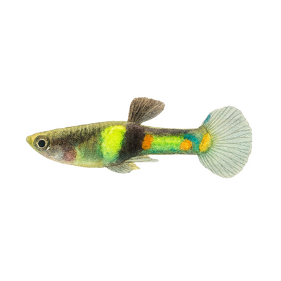 Endler Guppy El Tigre