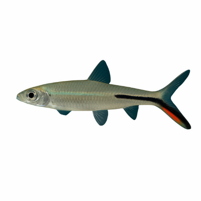 Hemiodus gracilis