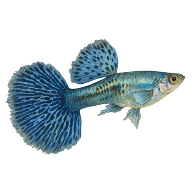 Poecilia ret. (in pair) platinum blue dragon