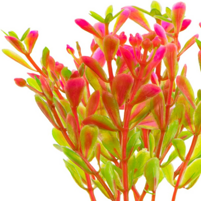 Kruger Meier Plant Fluo Pink - artificial plant