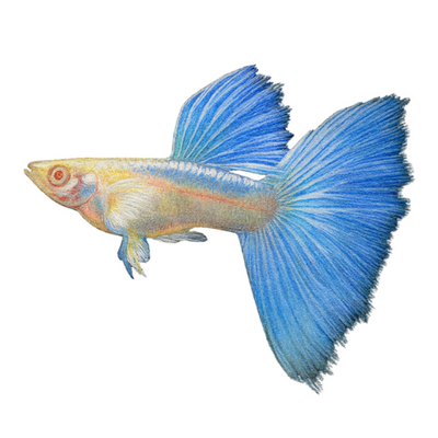 Poecilia ret. (in pair) albino sky blue