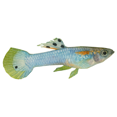 Poecilia endler japan blue