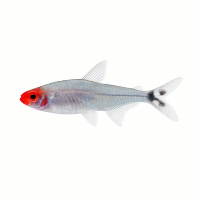 Hemigrammus rhodostomus