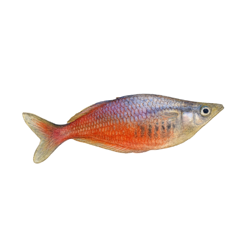 Chilatherina sentaniensis