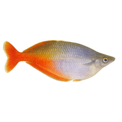 Chilatherina bleheri