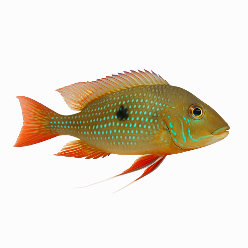 Geophagus brasiliensis
