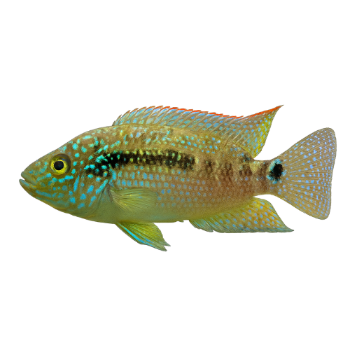 Cichlasoma octofasciatum