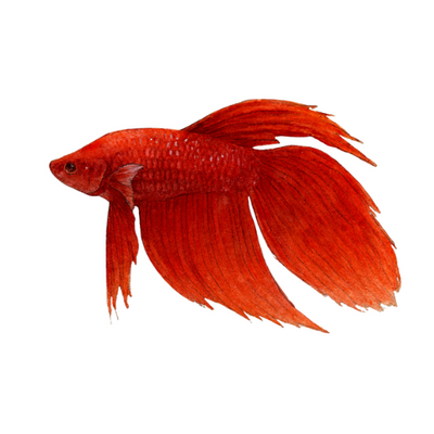 Betta spl. male veiltail red