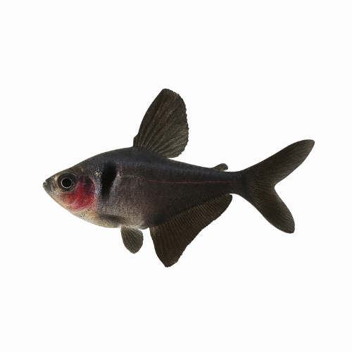 Hyphessobrycon  megalopterus