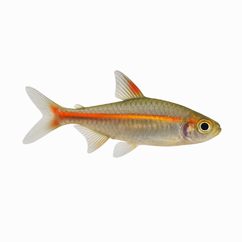 Hemmigramus erythrozonus