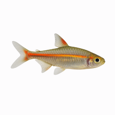 Hemmigramus erythrozonus