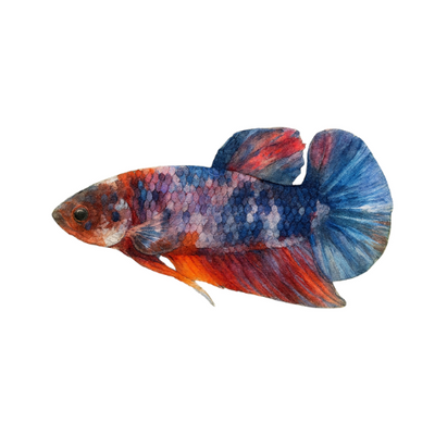 Betta spl. male plakat koi