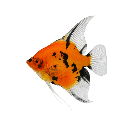 Pterophyllum scalare Red Devil