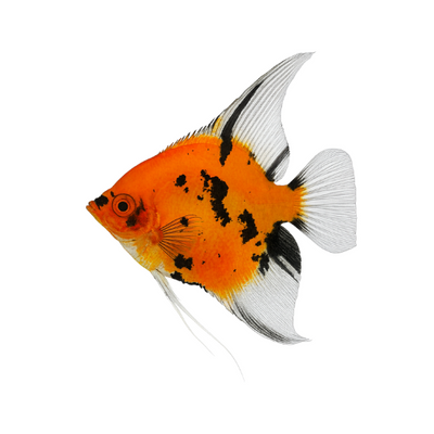 Pterophyllum scalare Red Devil