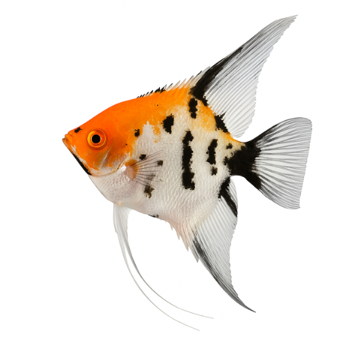 Pterophyllum scalare Koi