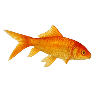 Carassius auratus red