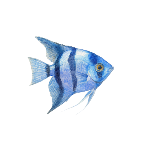 Pterophyllum scalare Blue Pearl