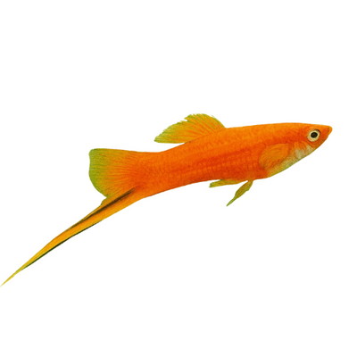 Swordtail Red