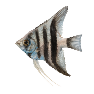 Pterophyllum scalare zebra