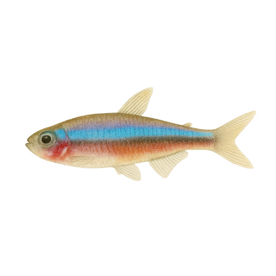 Paracheirodon simulans