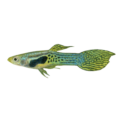 Endler Guppy Green Snake