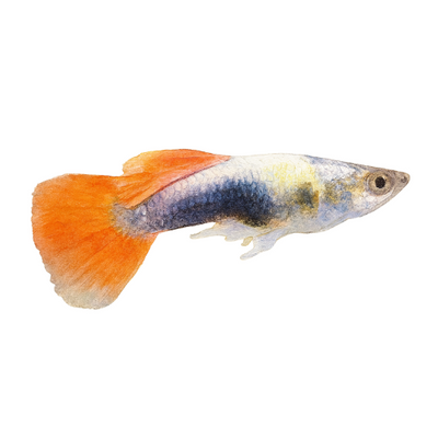 Guppy Santa Claus