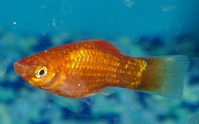 Platy Orange Gold