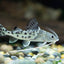 Pymelodus pictus