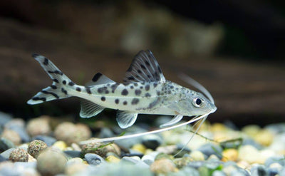Pymelodus pictus