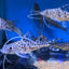 Pymelodus pictus
