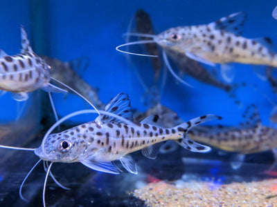 Pymelodus pictus