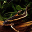 Platydoras costatus
