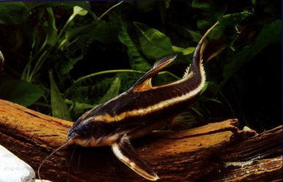 Platydoras costatus