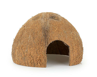 Coconut shell half unbrushed