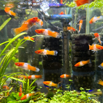 Swordtail kohaku albino