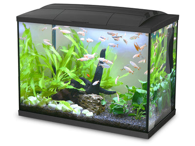 K60 Hailea akvariumas, 60 l juodas 
