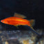 Swordtail Red