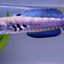 Channa pulchra