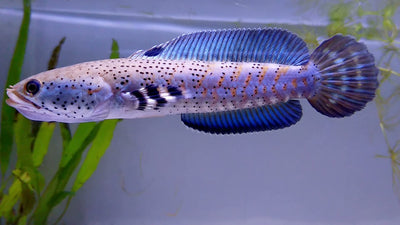 Channa pulchra
