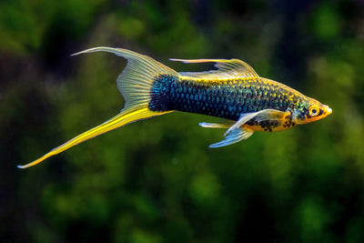 Swordtail Green