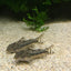 Aspidoras spilotus
