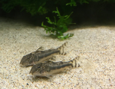 Aspidoras spilotus